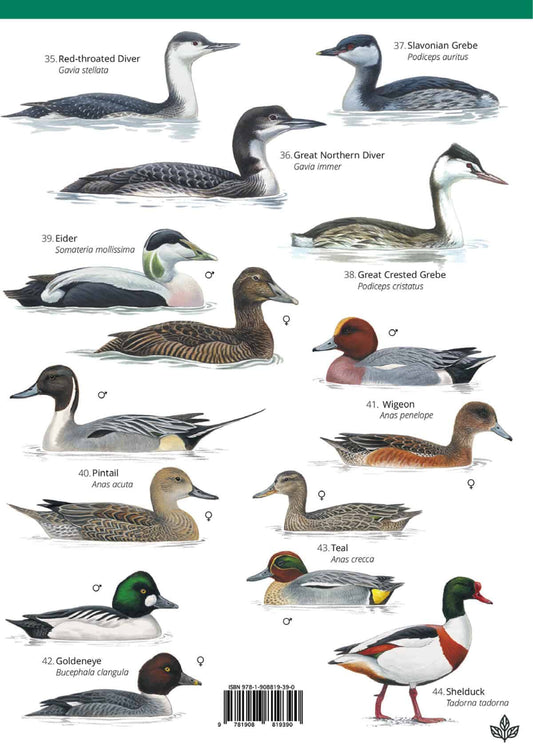 Winter Coastal Birds - Wild ID Guide