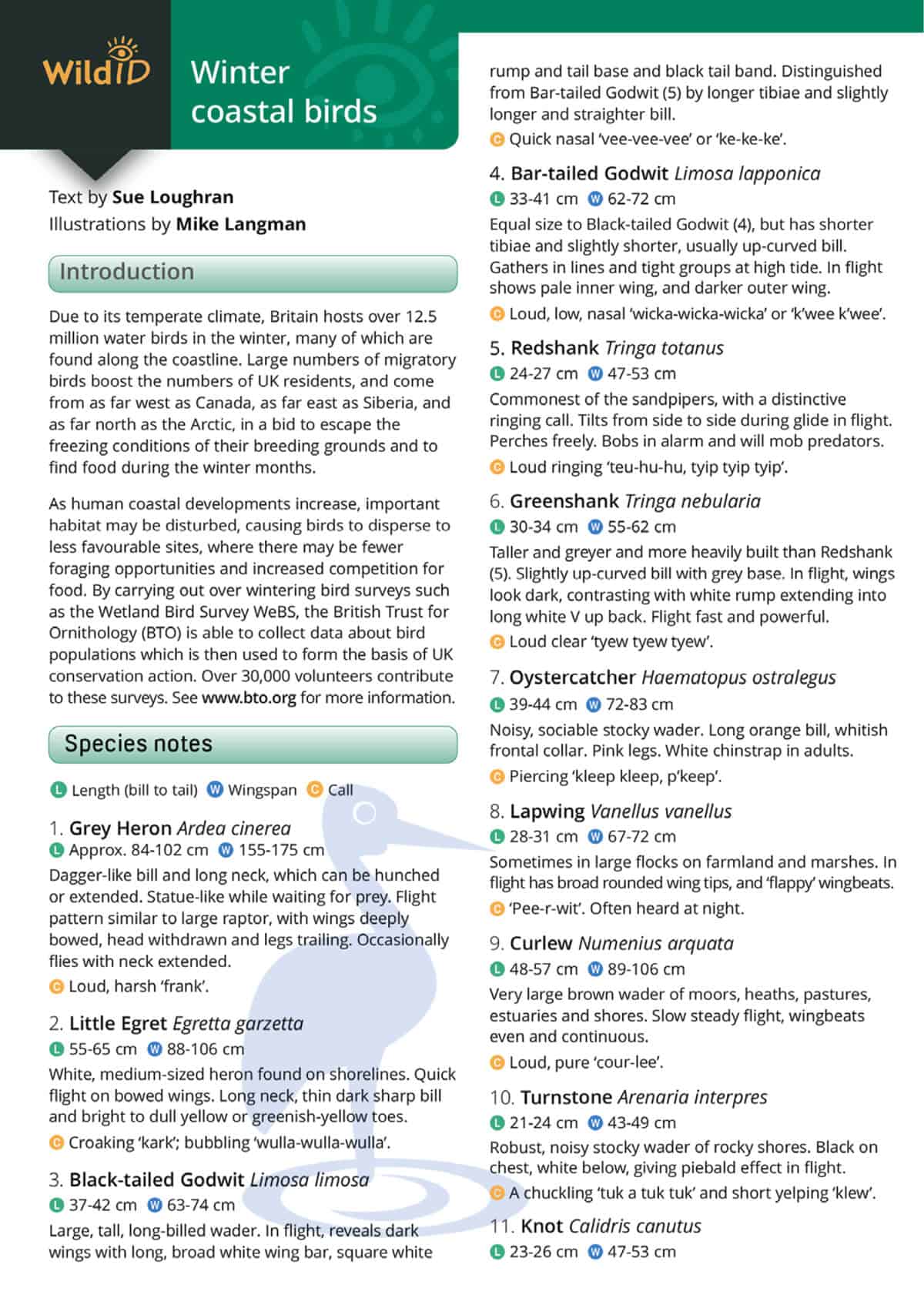 Winter Coastal Birds - Wild ID Guide