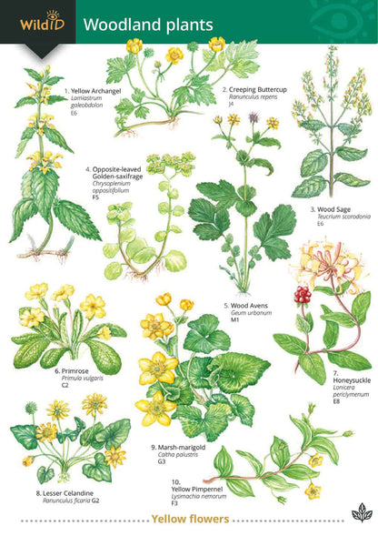 Woodland Plants - Wild ID Guide