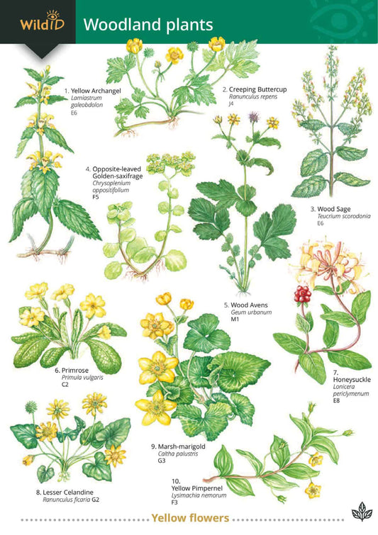 Woodland Plants - Wild ID Guide