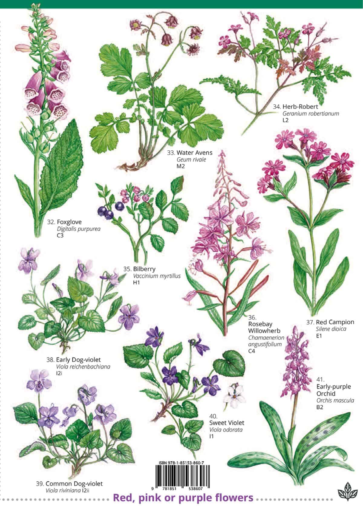 Woodland Plants - Wild ID Guide