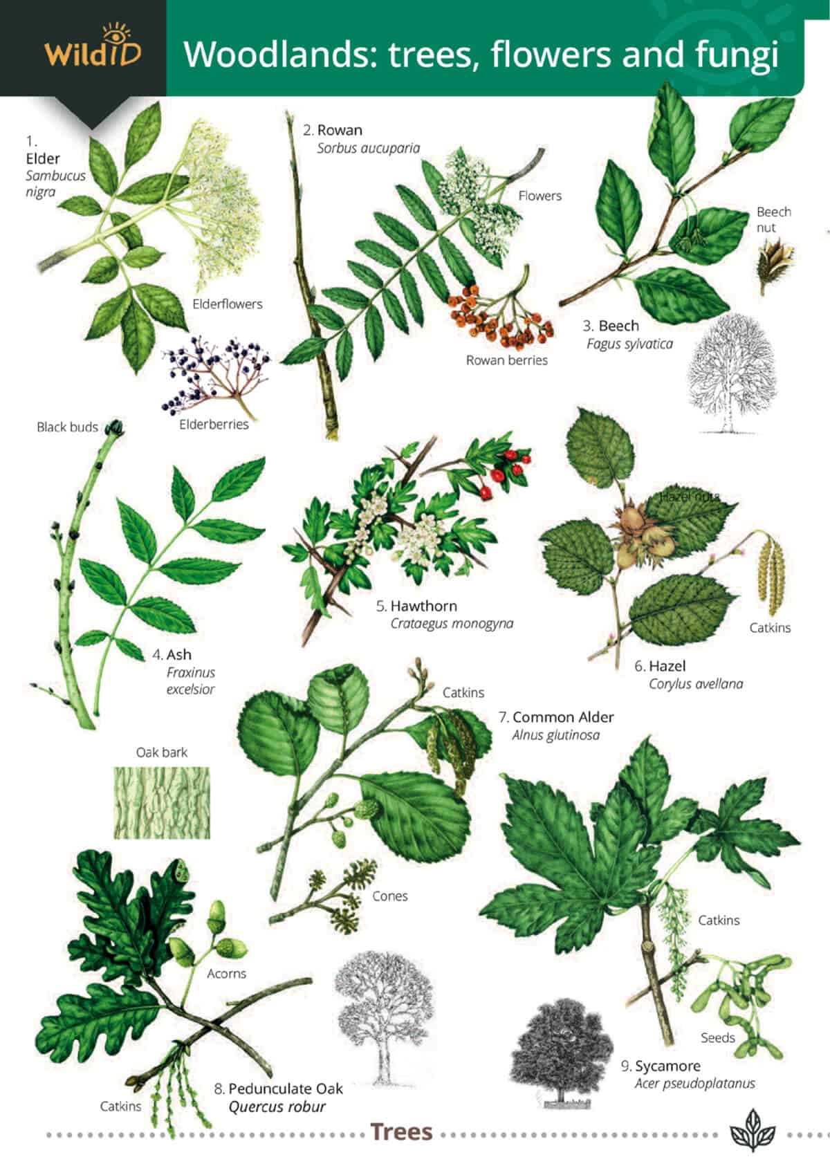Woodlands: Trees, Flowers and Fungi - Wild ID Guide