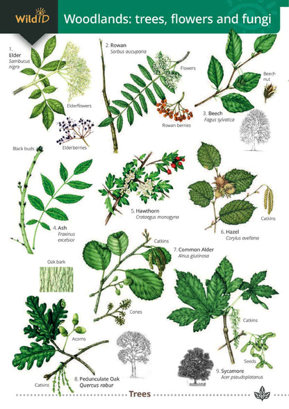 Woodlands: Trees, Flowers and Fungi - Wild ID Guide