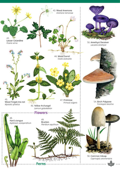 Woodlands: Trees, Flowers and Fungi - Wild ID Guide
