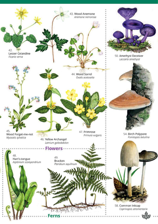 Woodlands: Trees, Flowers and Fungi - Wild ID Guide