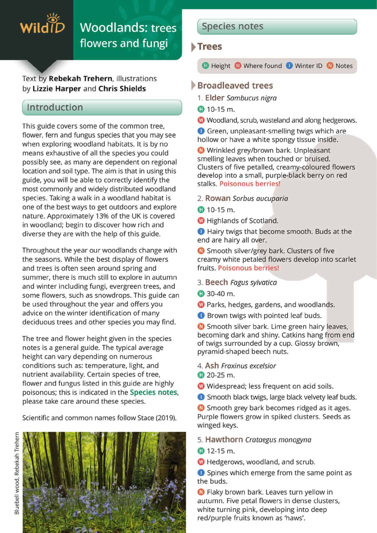 Woodlands: Trees, Flowers and Fungi - Wild ID Guide