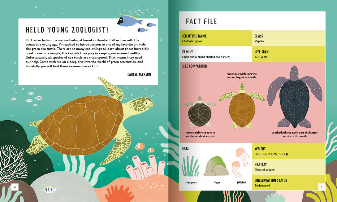 Young Zoologist Green Sea Turtle