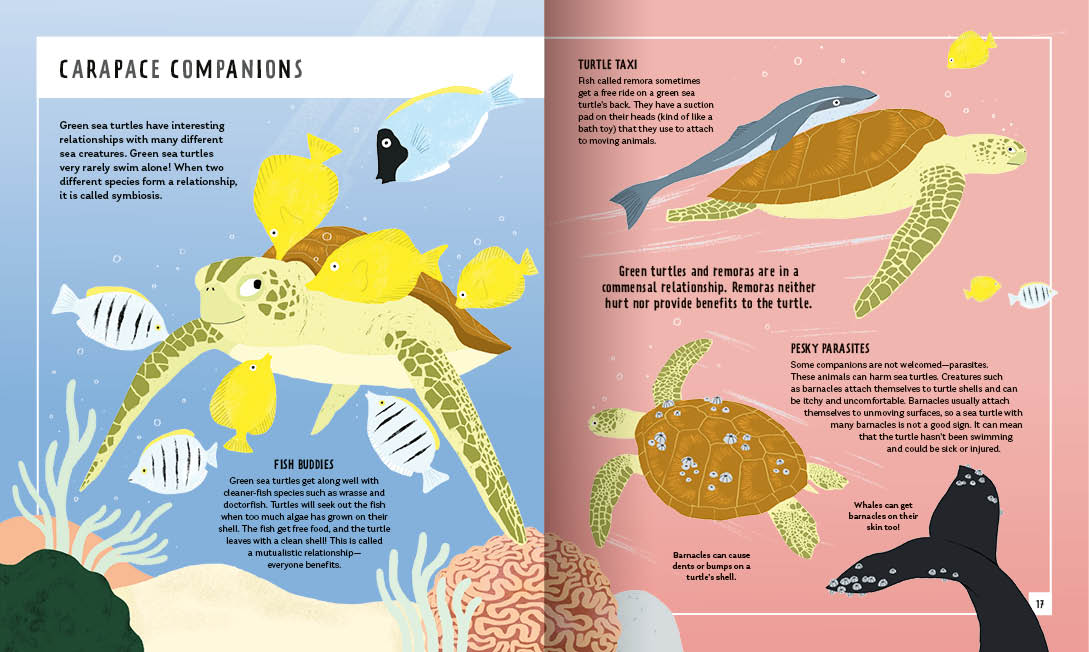 Young Zoologist Green Sea Turtle
