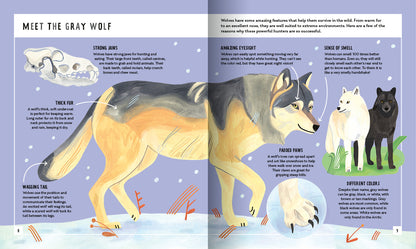 Young Zoologist Grey Wolf