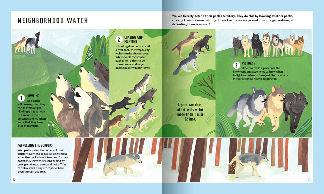Young Zoologist Grey Wolf