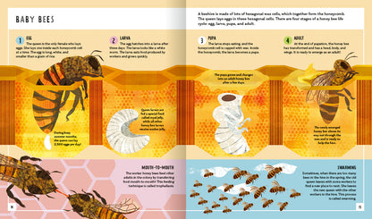 Young Zoologist Honey Bee