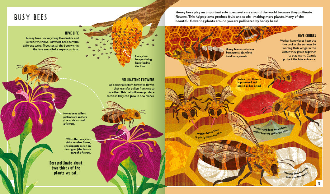 Young Zoologist Honey Bee