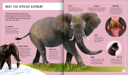 Young Zoologist African Elephant