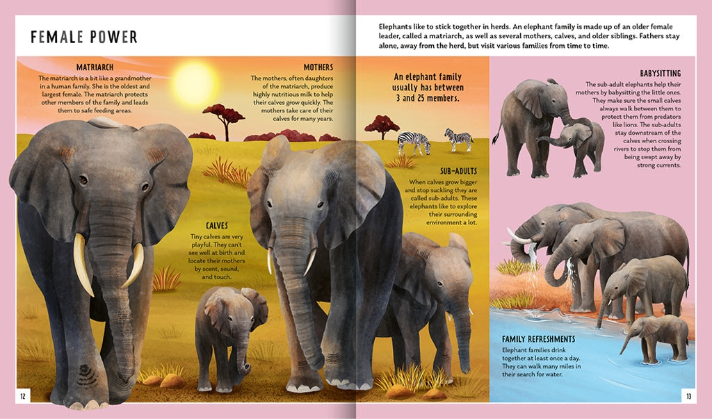 Young Zoologist African Elephant