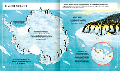 Young Zoologist Emperor Penguin