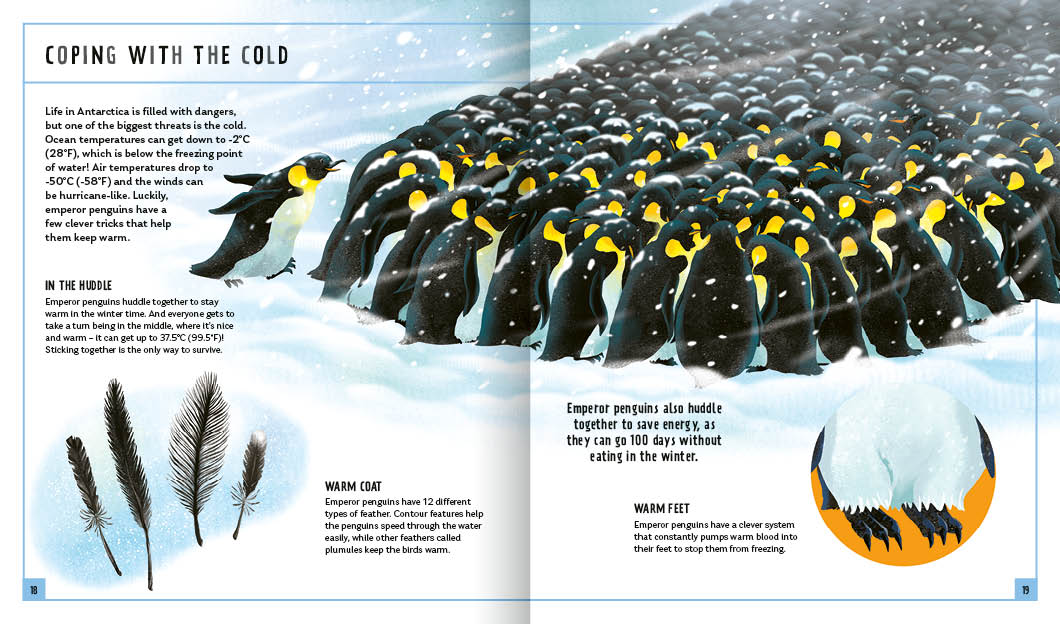 Young Zoologist Emperor Penguin