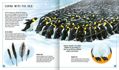 Young Zoologist Emperor Penguin