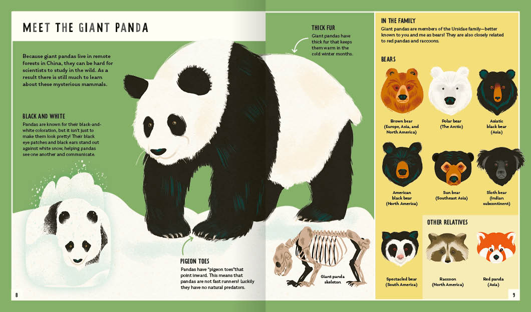 Young Zoologist Giant Panda