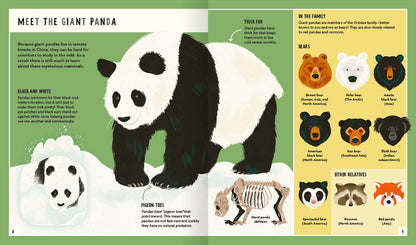 Young Zoologist Giant Panda