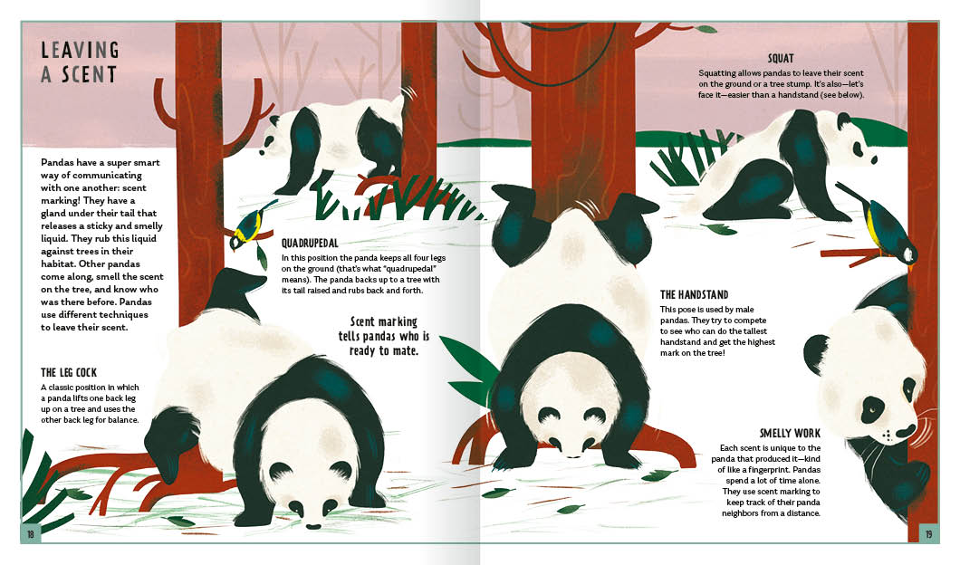 Young Zoologist Giant Panda