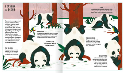 Young Zoologist Giant Panda