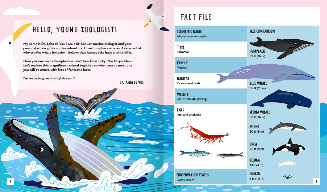 Young Zoologist Humpback Whale