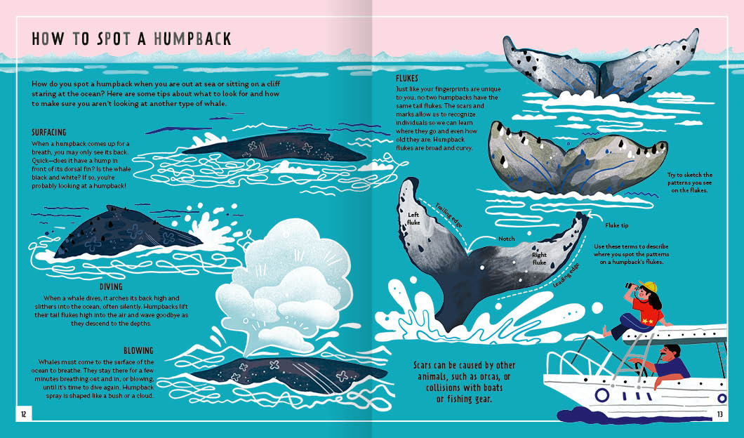 Young Zoologist Humpback Whale