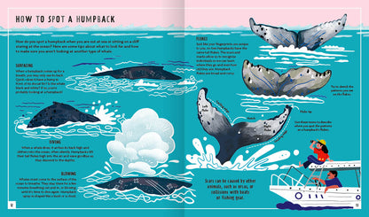 Young Zoologist Humpback Whale