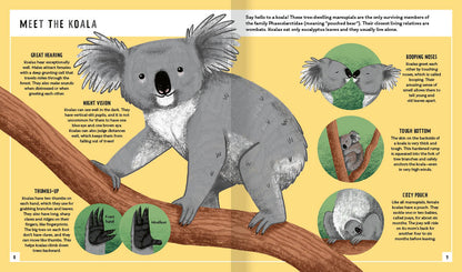 Young Zoologist Koala