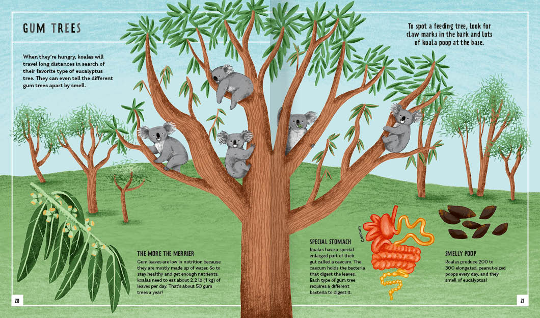Young Zoologist Koala