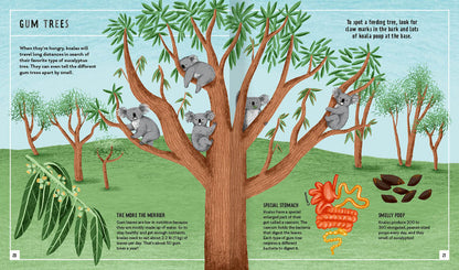 Young Zoologist Koala