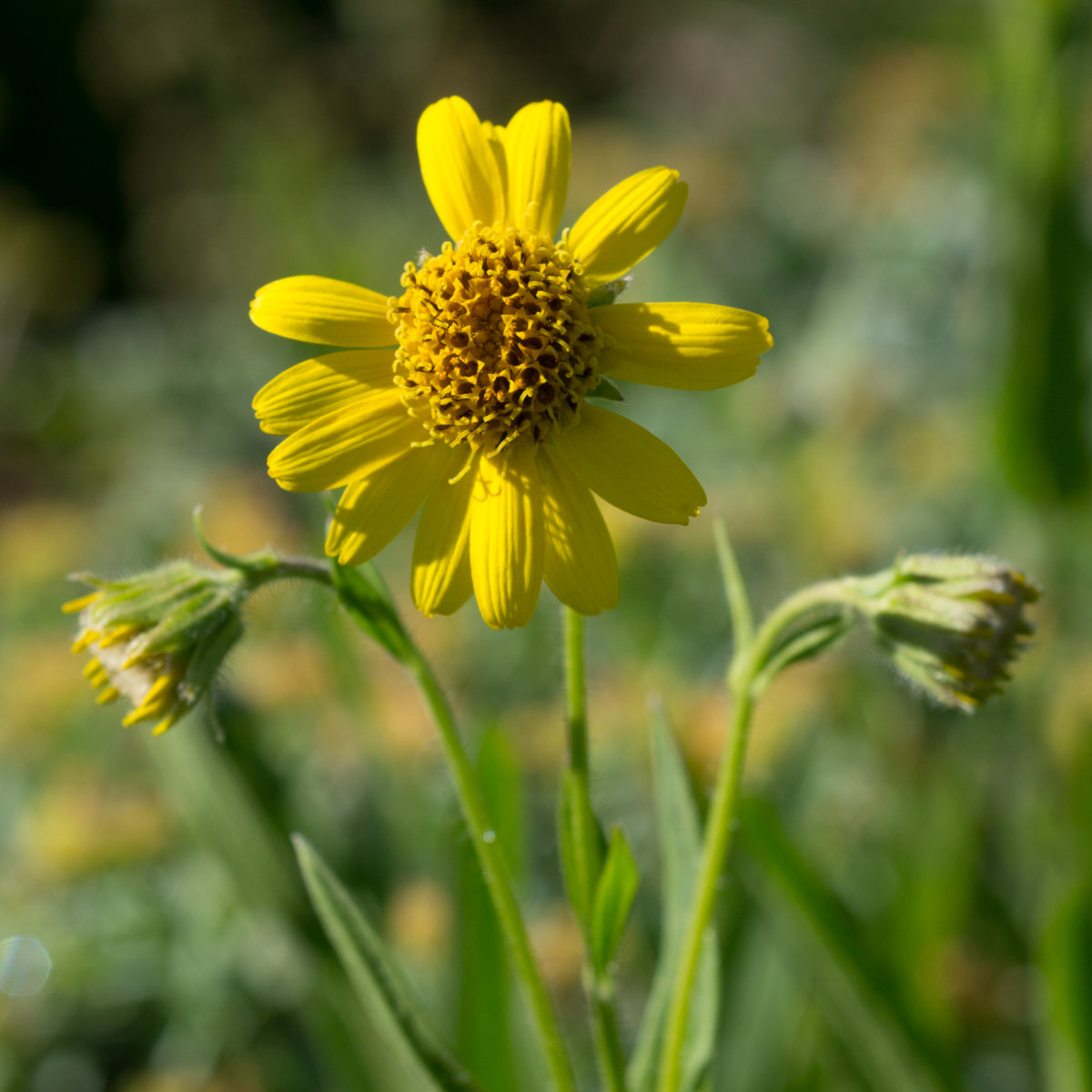 Meadow Arnica - Seed Packet