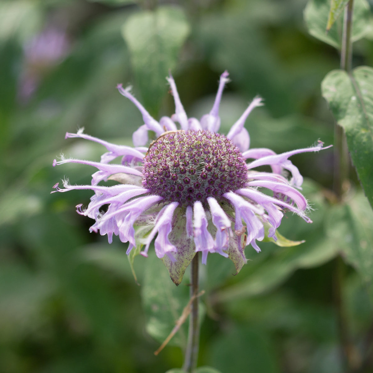 Bee Balm - Seed Packet