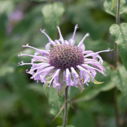 Bee Balm - Seed Packet