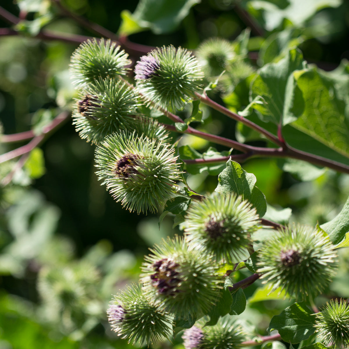 Burdock - Seed Packet