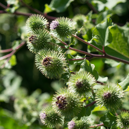 Burdock - Seed Packet