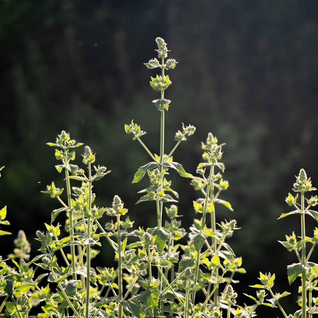 Catnip - Seed Packet