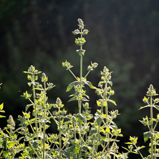 Catnip - Seed Packet