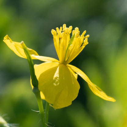 Greater Celandine - Seed Packet