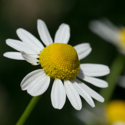 German Chamomile - Seed Packet