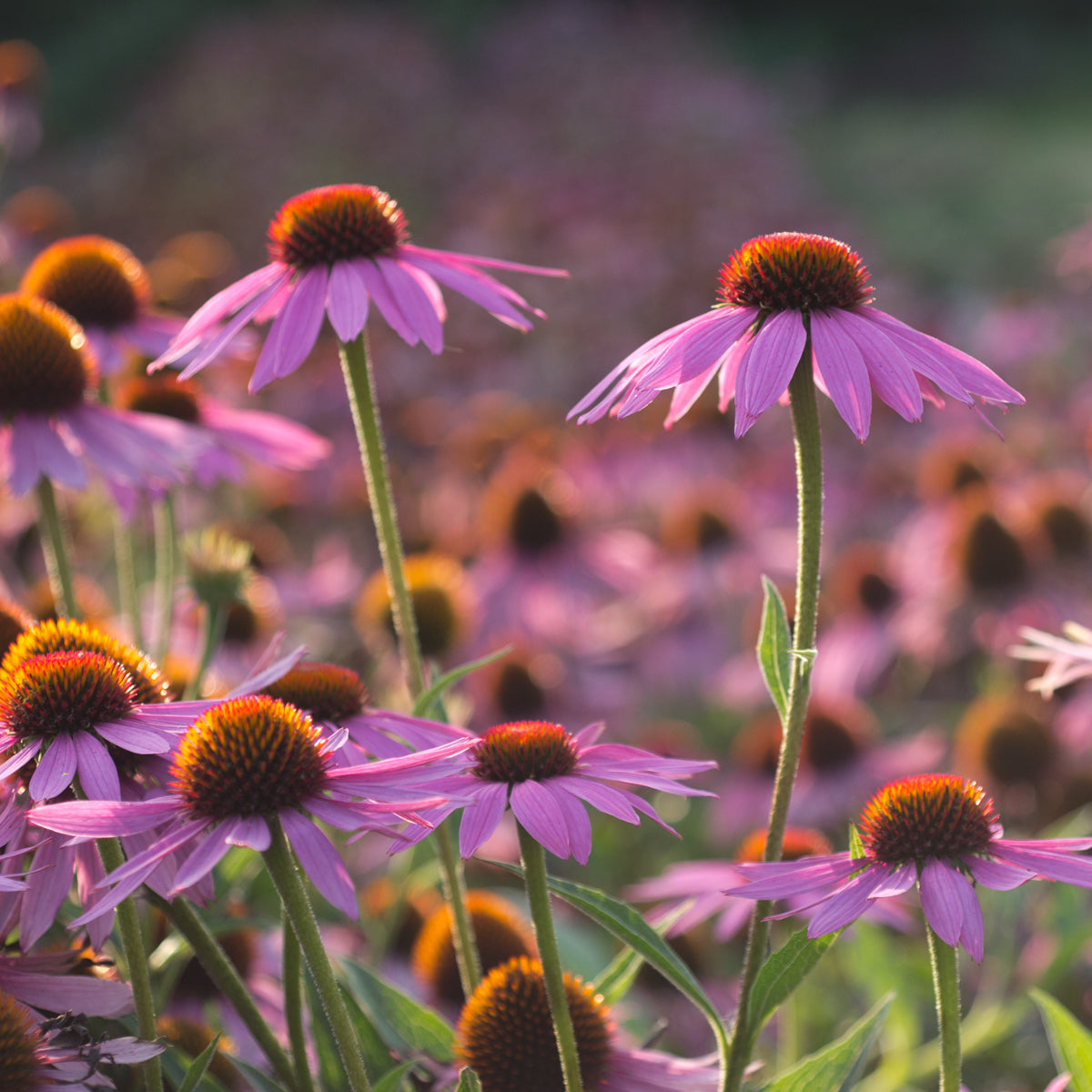 Echinacea purpurea - Seed Packet