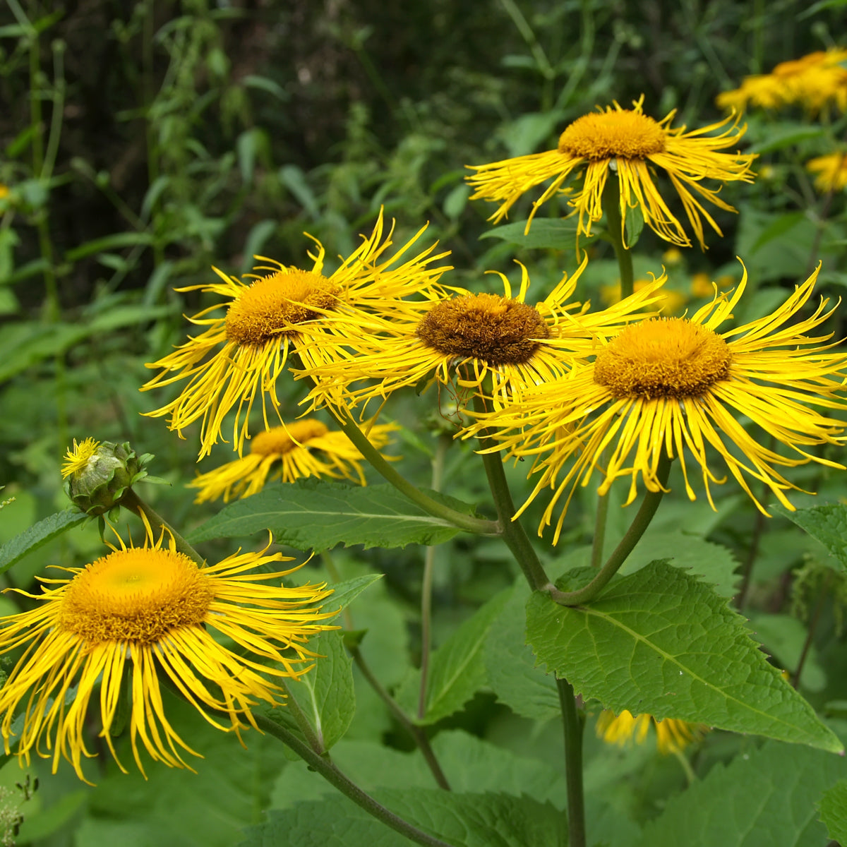 Elecampane - Seed Packet