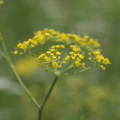 Fennel - Seed Packet