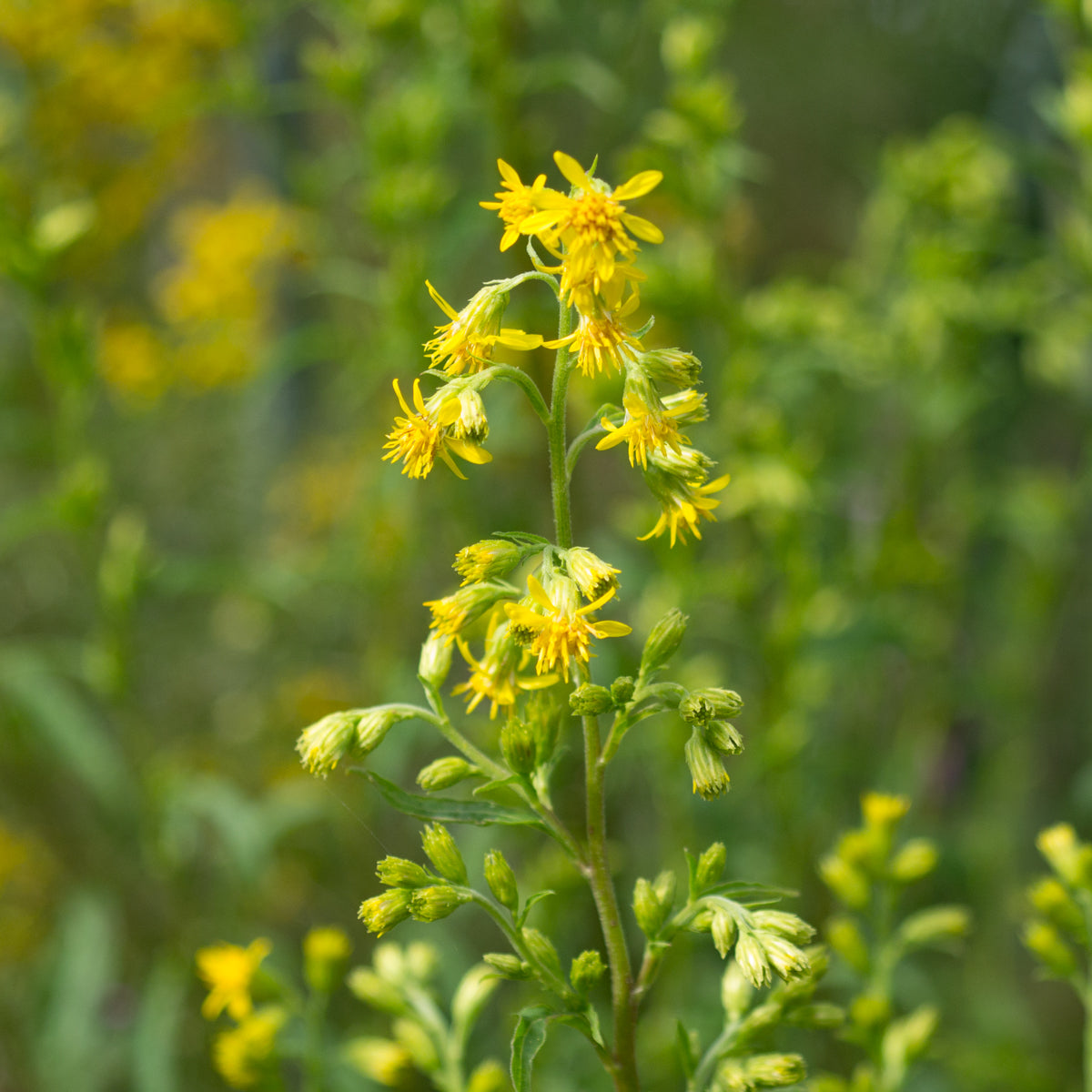 Goldenrod- Seed Packet
