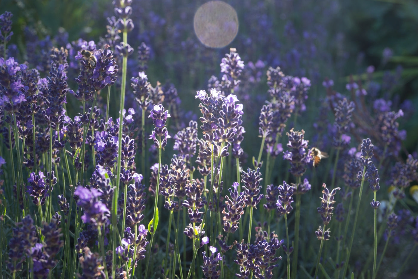 Lavender - Seed Packet