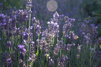 Lavender - Seed Packet