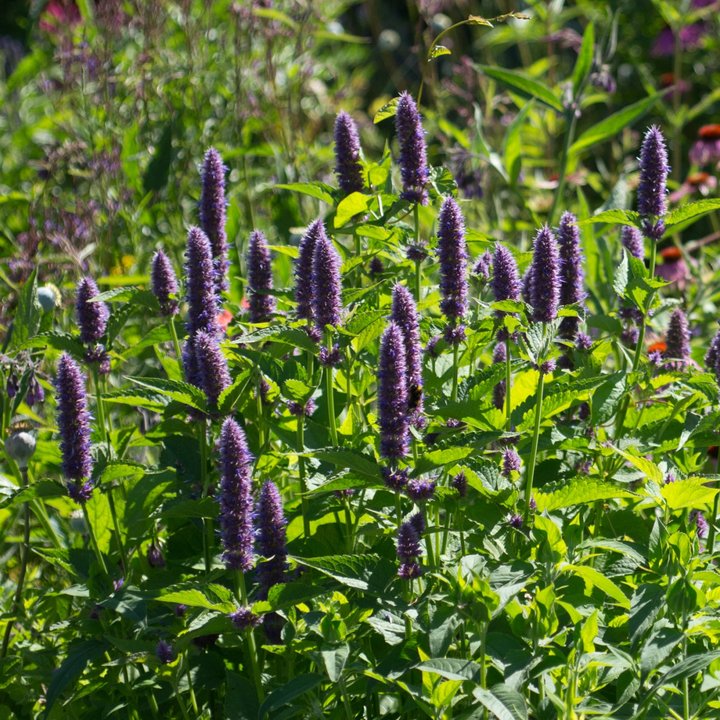 Licorice Mint - Seed Packet