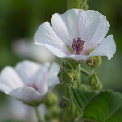 Marshmallow - Seed Packet