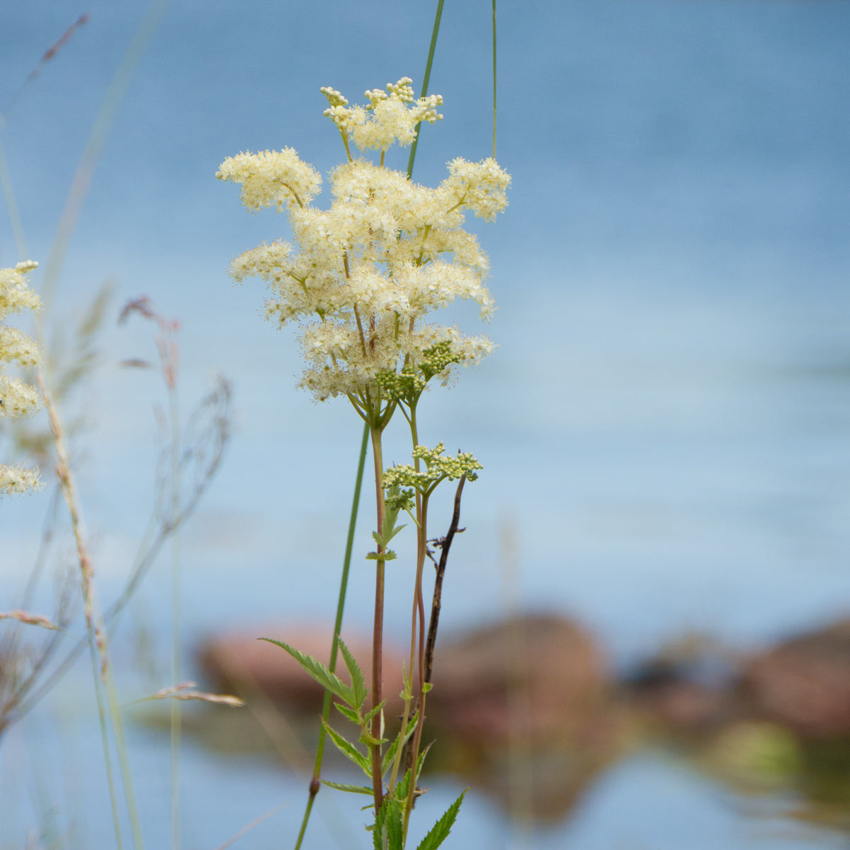 Meadowsweet - Seed Packet