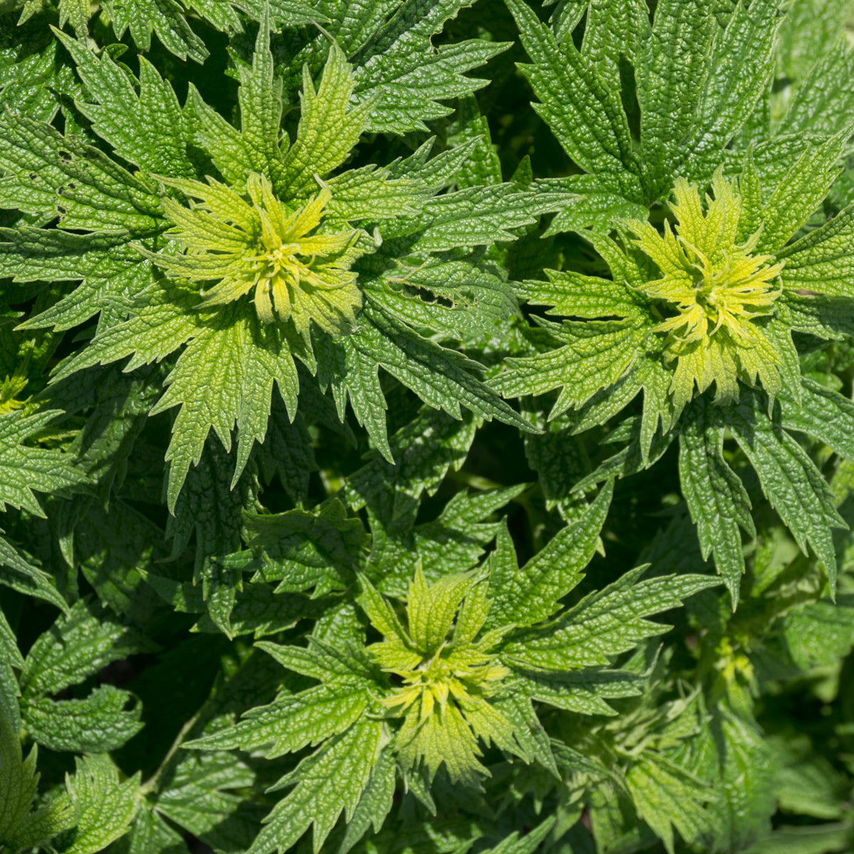 Motherwort - Seed Packet